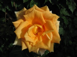 Rose 14.7.2008 in my garden
